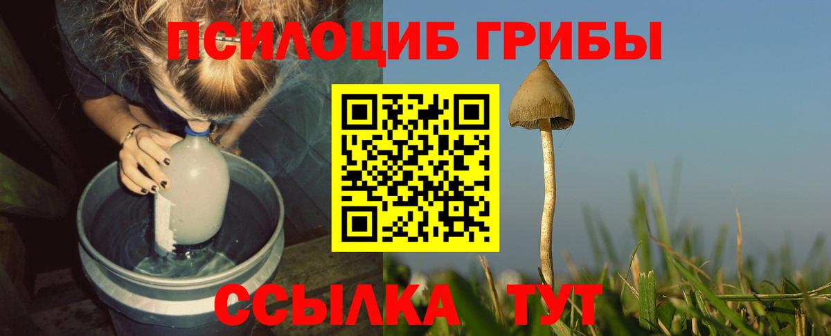 Славгород  Галлюциногенные грибы Cubensis  Вход с VPN 